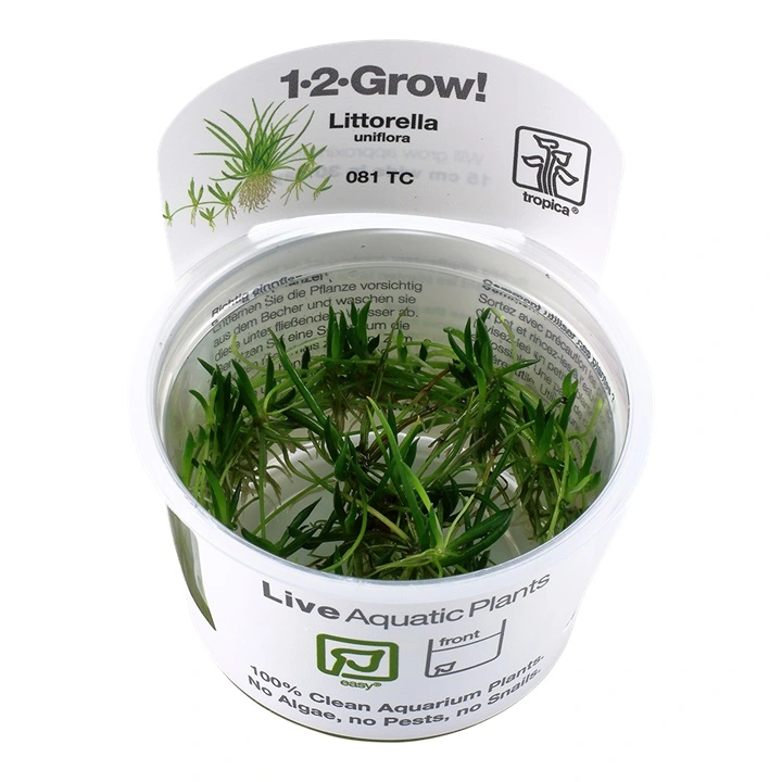 Tropica Littorella uniflora 1-2-GROW x 3